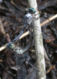 Great Blue Skimmer